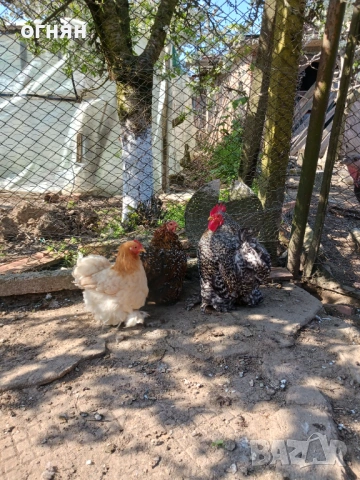 Свободно трио мини кохин, снимка 3 - Кокошки и пуйки - 54180975