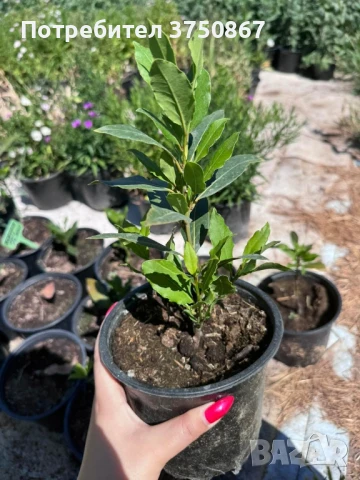 🌱☀️💞 Дафинов лист / Лаврово дърво  (Laurus nobilis) 🌿🌸❤️