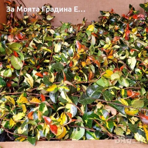 Жасмин , снимка 2 - Градински цветя и растения - 49761068