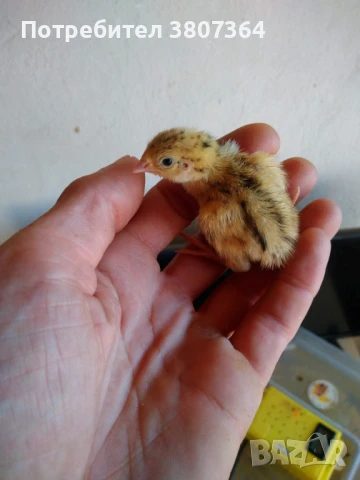 Продавам пътпъдъци на различна възраст 