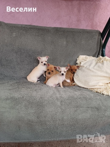 мъжки чихуахуа 