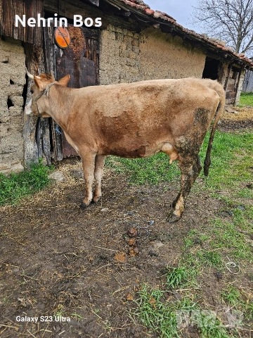 krava na 2 tele sls 18 litra mlako moje i sls trapa sls drugi jivotni, снимка 3 - Крави - 53935527
