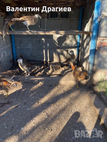 Червено златни фазани, снимка 2 - други­ - 52949911