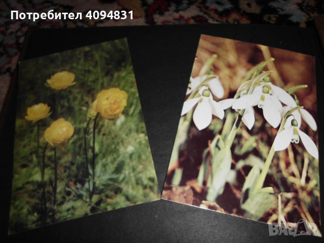 Стари албуми 2бр. с Пощенски картички / Цветя, снимка 14 - Колекции - 52099682