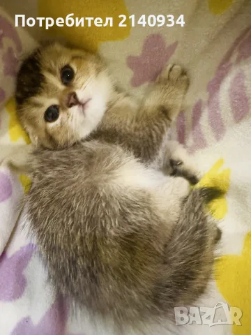 Шотландско клепоухо котенце. Златна чинчила. Scottish fold. Момче