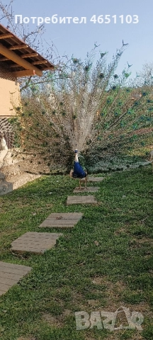 Черен петък ,пауни - арлекин, снимка 3 - други­ - 52416398