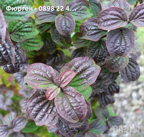 Дрян Компреса (Cornus sanguinea Compressa), снимка 6 - Градински цветя и растения - 42215028