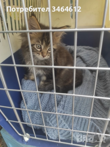 Мейн куун, снимка 13 - Мейн кун - 52592928