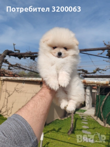 Померан мъжко и женски , снимка 6 - Померан - 53986008