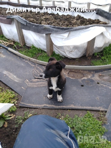 Подарявам малки кученца!, снимка 9 - Други - 53638524