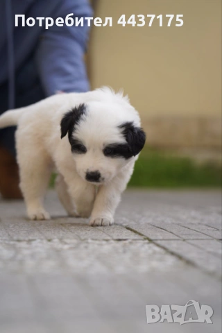 мъжки кученца, снимка 5 - Други - 53874784