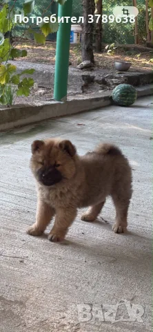 Чау - Чау  💙🐾🐶 Най-пухкавите Чау Чау бебета очакват своите нови семейства , Много скоро 🎉🪭❤️✨🐾🥰🐩➡️⤵️