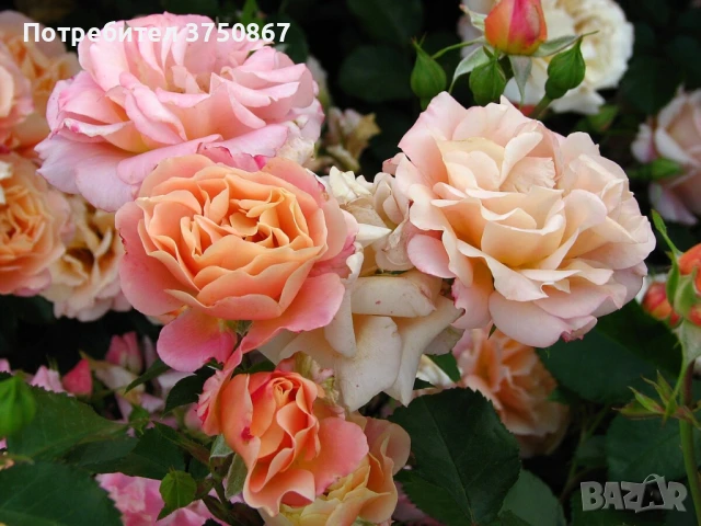 РОЗА 🌹Cubana ® Rose