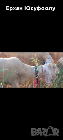 Продава се агне , снимка 1