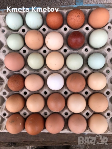 Домашни Петли, Кокошки, 8-18 месеца ., снимка 9 - Кокошки и пуйки - 53897169