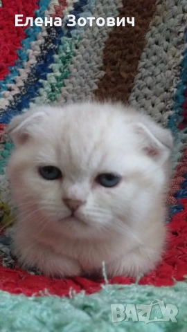 Шотландски котенца , снимка 4 - Други - 54288216