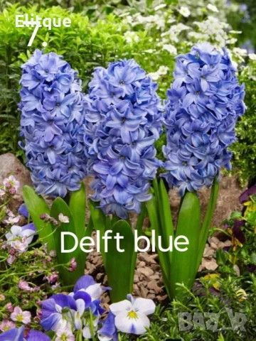 зюмбюл , снимка 2 - Градински цветя и растения - 53265198