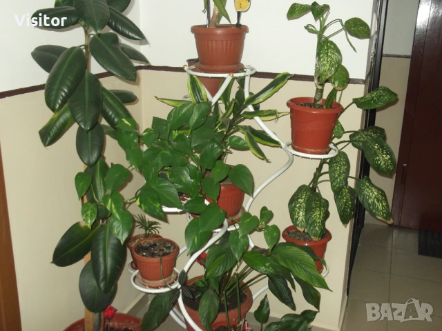 FujiFilm  FinePix C10   -  10MPx, снимка 13 - Фотоапарати - 54242260