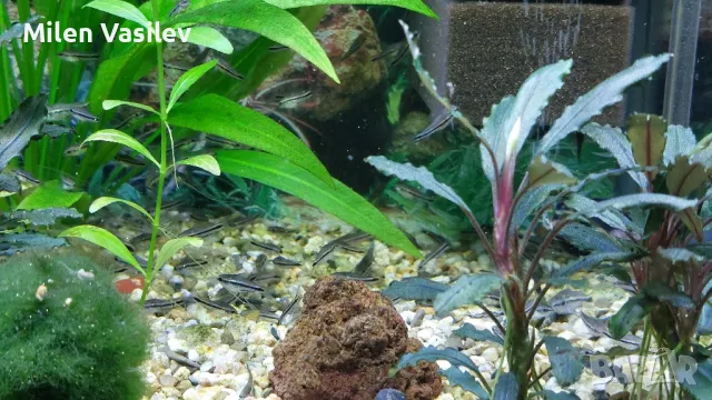 Corydoras Pygmaeus – Коридорас Пигмей