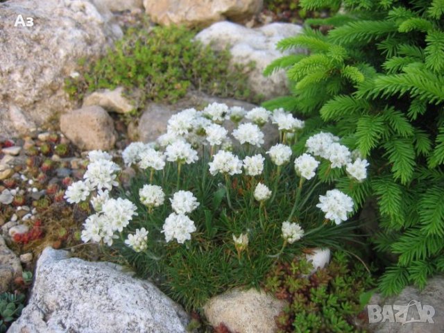 Семена на трева Армерия Алба Бяла - реколта 2025 г.