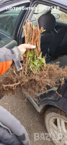 Целогодишни ягоди , снимка 15 - Разсади - 49982377