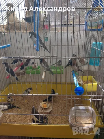 Продавам японски амадини, снимка 4 - Амадини - 56212972