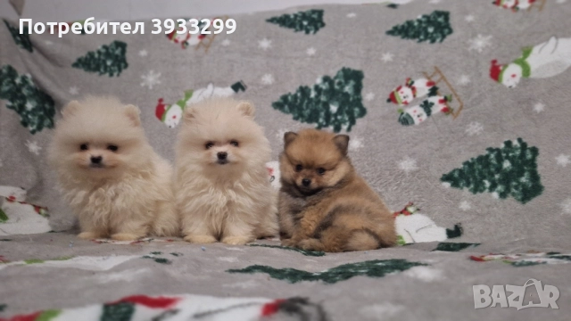 Померан мини померанчета чисто бели, снимка 2 - Померан - 52328942