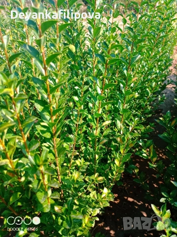 Лигуструм на гол корен за жив плет ., снимка 3 - Градински цветя и растения - 37346735