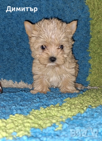 Йоркширски териер, снимка 2 - Йоркширски териер - 52534609