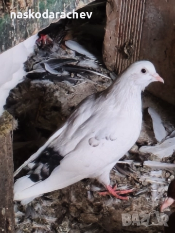 Гълъби порода Бенкалии (бемкалии, карабелии), снимка 3 - Гълъби - 52410859