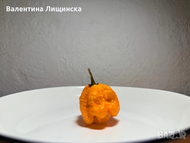  резервиране на разсад от люти чушки, снимка 6 - Разсади - 51981708