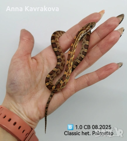 Царевични смоци /царевичен смок , снимка 14 - Змии - 54011711