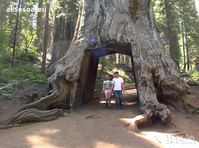 15 x семена гигантска секвоя мамутово дърво sequoiadendron giganteum за декорация на двора, снимка 13 - Сортови семена и луковици - 49826111