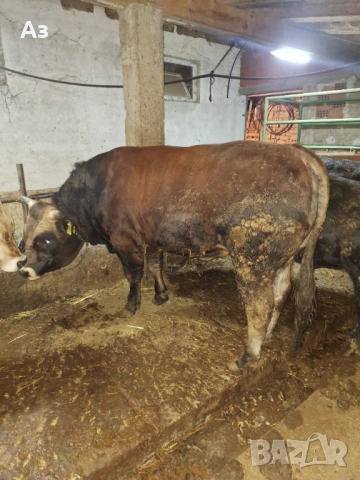 Продавам телета, снимка 1