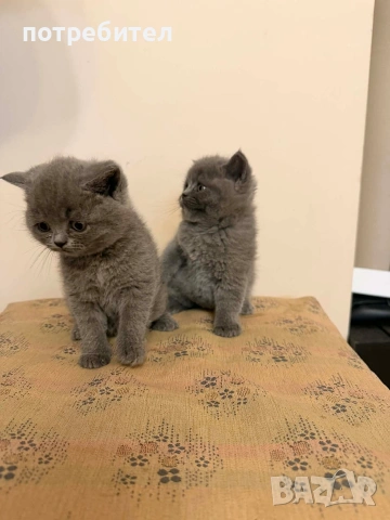 БРИТАНСКИ КОТЕТА, снимка 7 - Британска късокосместа - 54272248