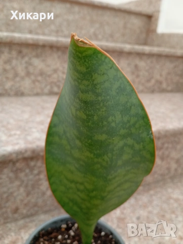 Sansevieria Masoniana - Whale fin ( Сансевиера Китова перка ), снимка 3 - Стайни растения - 51888121
