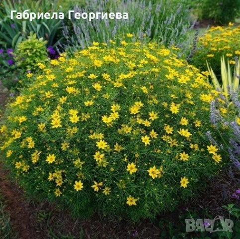 Кореопсис Загреб 