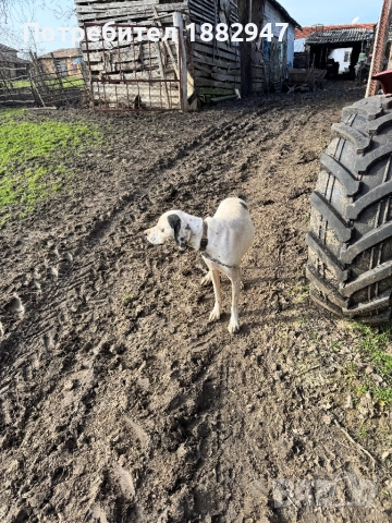 Английски пойнтер, снимка 2 - Пойнтер - 47344833