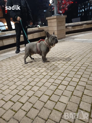 френски булдог , снимка 7 - Френски булдог - 54004406