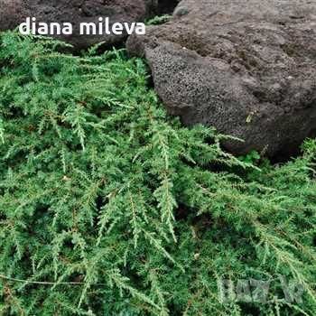 Juniperus Green Carpet, Хвойна Зелен Килим!!!, снимка 2 - Градински цветя и растения - 39478963