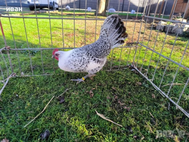 Свободни яйца от Сребърно Брезе Бантам -единствени в България вкарани в България лично от мен , снимка 6 - други­ - 51155393