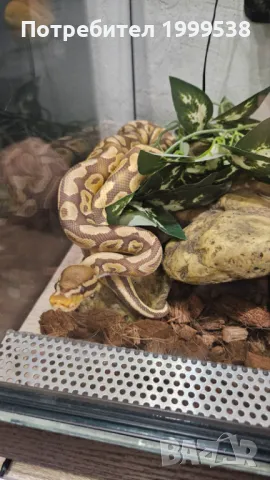 Кралски Питон Enchi Ultramel с оборудван терариум, снимка 1