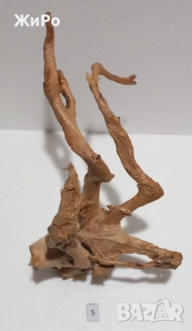 Корен от Азалия /декорация/ 5, снимка 3 - Други - 48577863