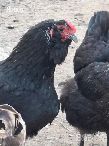 Оплодени яйца, снимка 10 - Кокошки и пуйки - 54326017