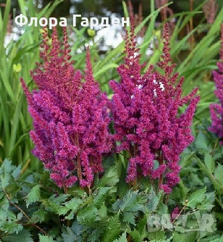 МНОГОГОДИШНИ ЦВЕТЯ - Коренища