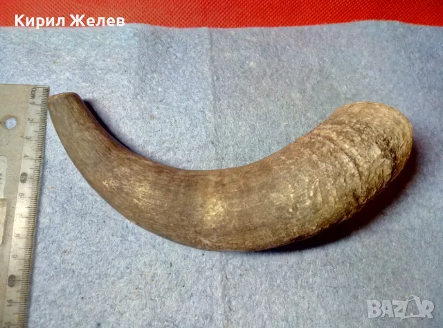 Стар БИВОЛСКИ ГОВЕЖДИ РОГ За КОЛЕКЦИЯ ТЕМАТИЧНА ДЕКОРАЦИЯ 47838, снимка 2 - Колекции - 47971717