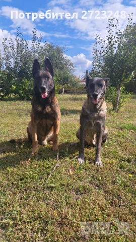 Кученце белгийска овчарка , снимка 5 - Белгийска овчарка - 53245493