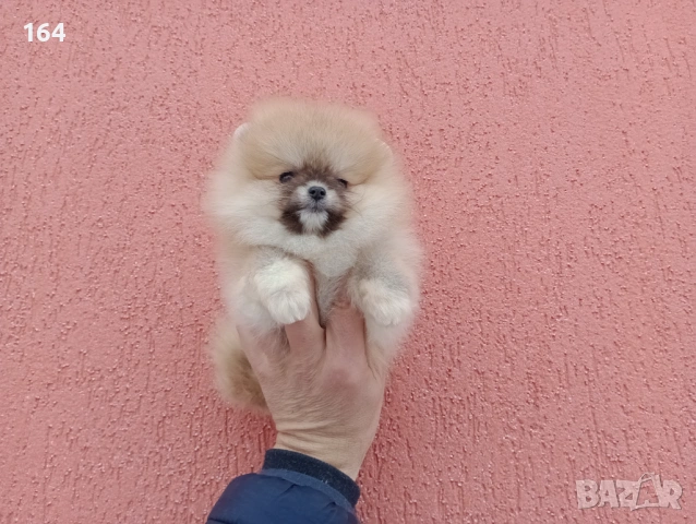 Женски мини Померан. Реални снимки и клип от 02.02.26 г. , снимка 4 - Померан - 53324281