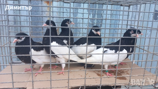 Продавам гълъби Ямболски Акмани , снимка 4 - Гълъби - 50425295