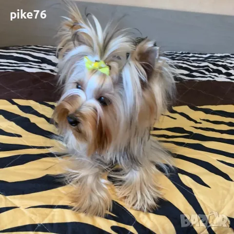 Йоркширски териер момче, снимка 1